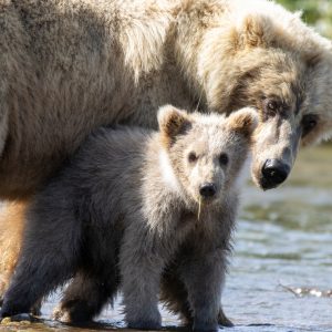Alaska Brown Bear Mama And Cub