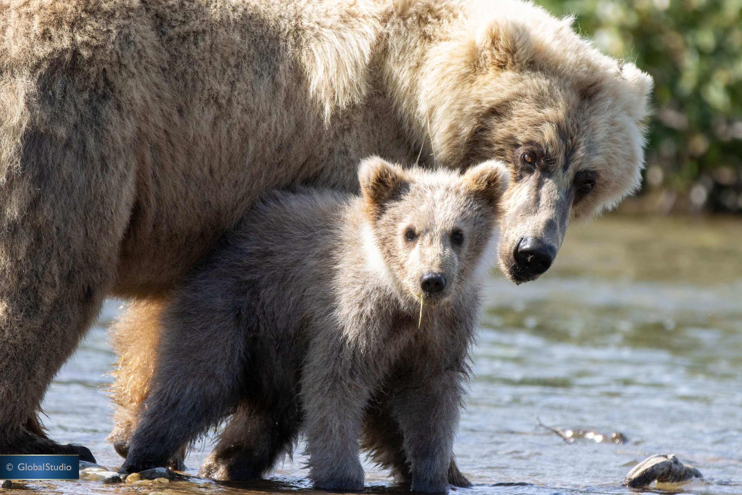 Alaska Brown Bear Mama And Cub