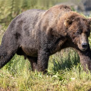 Alaskan Brown Bear Of Katmai National Park