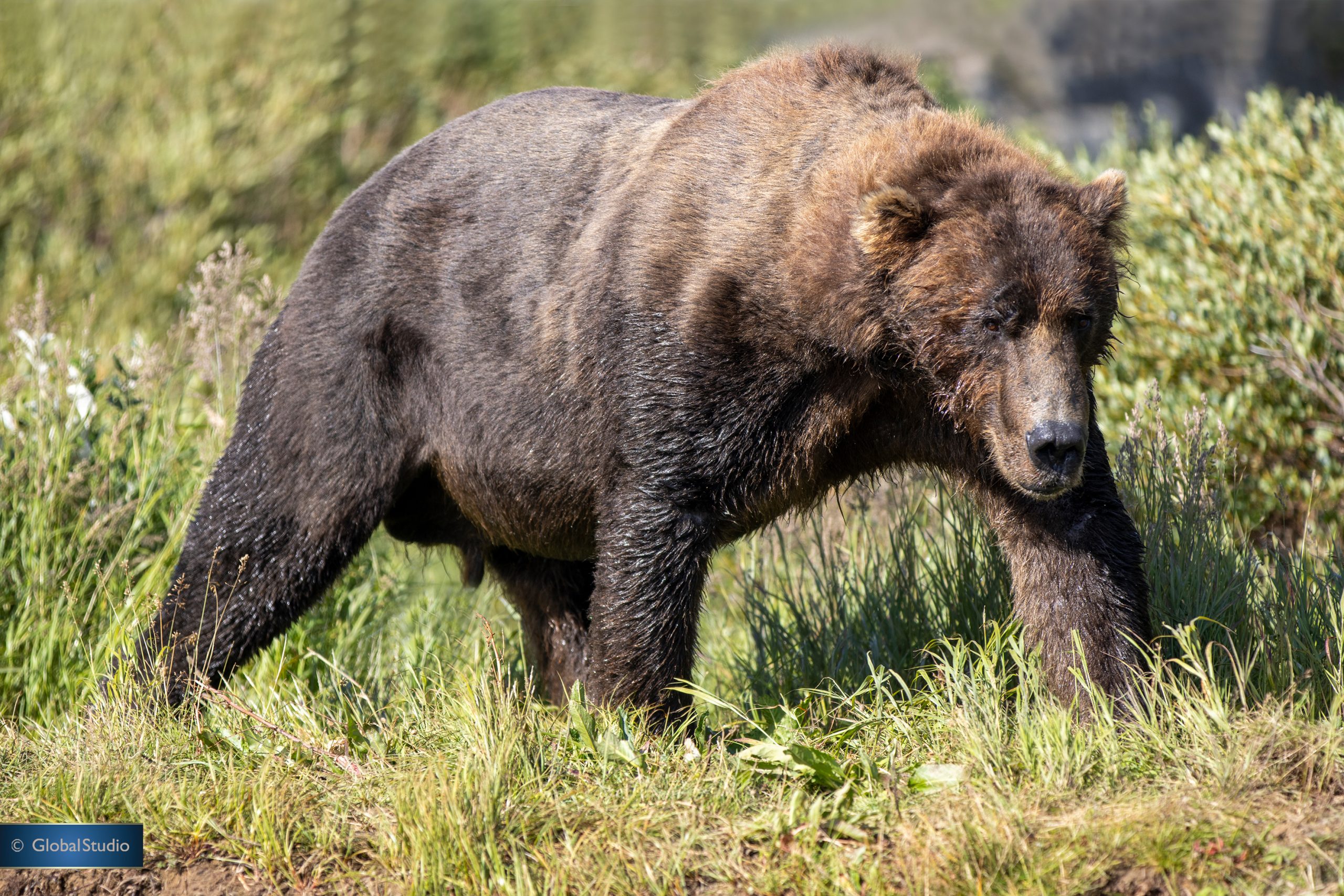 Alaskan Brown Bear Of Katmai National Park